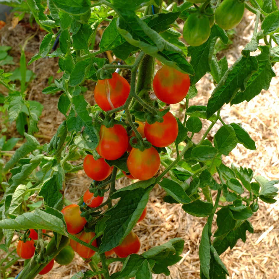 la-bo-te-graines-graines-l-gumes-tomate-poire-rouge-bio image 5