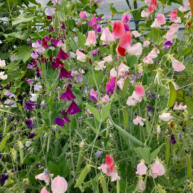 la-bo-te-graines-graines-fleurs-pois-de-senteur-en-m-lange-bio-grimpant image 1