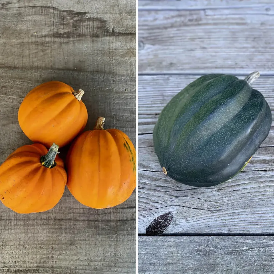 ferme-de-sainte-marthe-courges-en-m-lange-graines-bio-four image 1