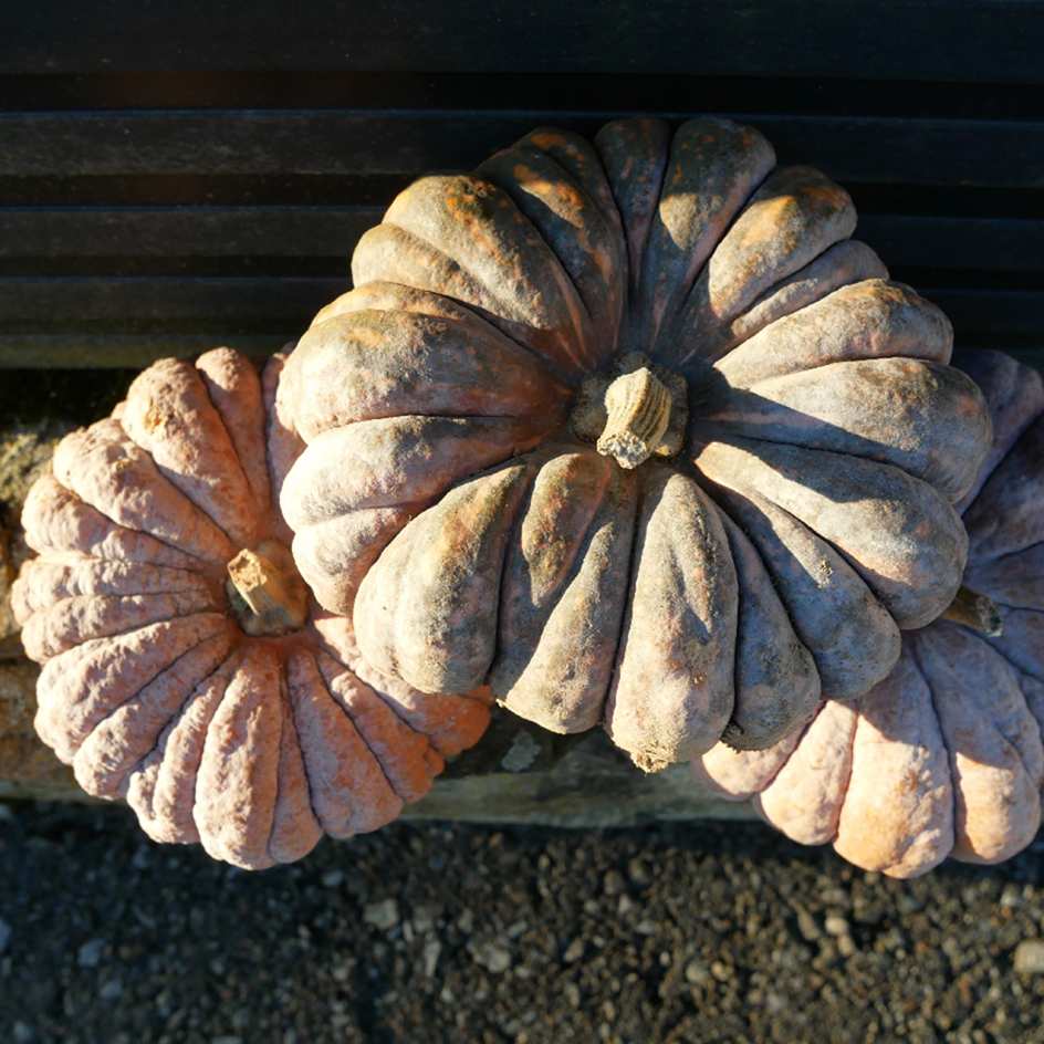 la-bo-te-graines-courge-chirimen-graines-l-gumes-bio-douce image 2
