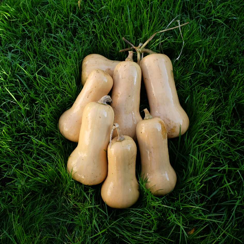 la-bo-te-graines-courge-butternut-graines-l-gumes-bio-sucr-e image 3