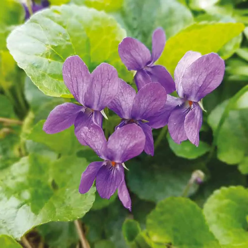 ferme-de-sainte-marthe-violette-odorante-graines-fleurs image 1