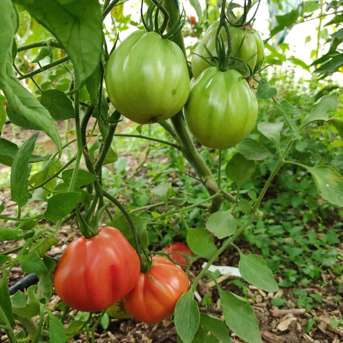 les-semences-de-l-ombelle-tomate-c-ur-de-b-uf-de-nice-graines-bio image 3
