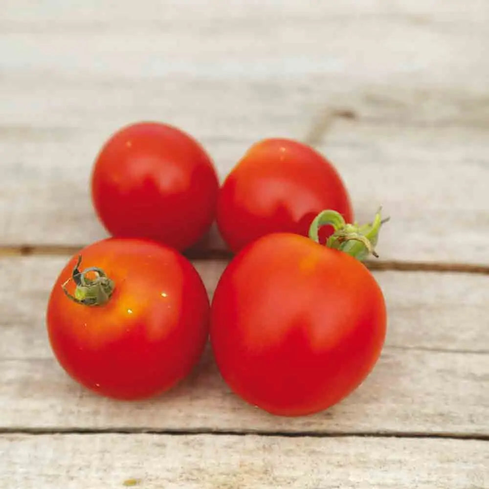 ferme-de-sainte-marthe-tomate-stupice-graines-potag-res-pr-coces image 1