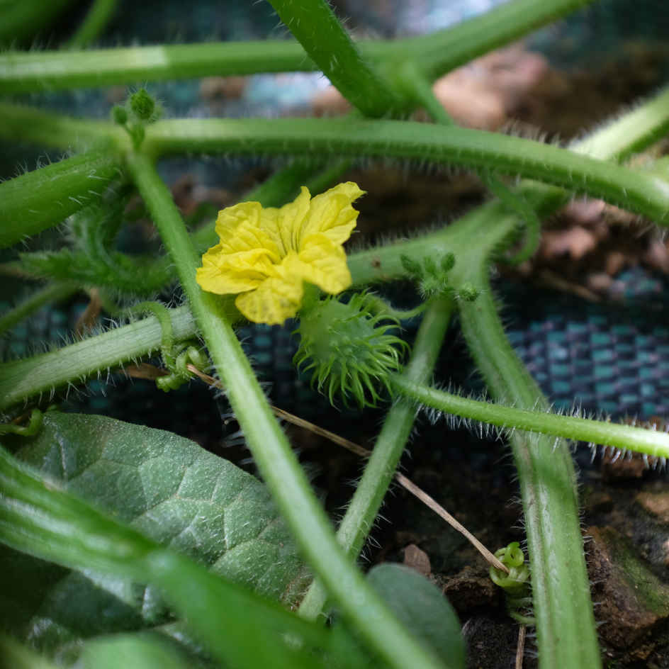 la-bo-te-graines-cucumis-zambianus-graines-bio-concombre image 3