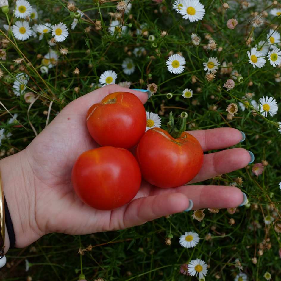 la-bo-te-graines-tomate-stick-graines-bio-cocktail image 1