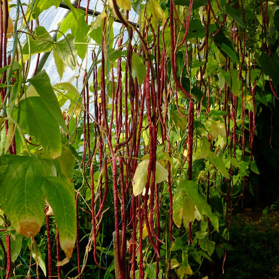 la-bo-te-graines-red-noodle-graines-haricot-bio-rouge image 3