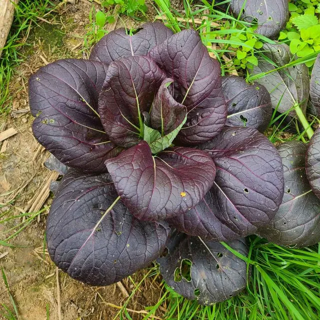 la-bo-te-graines-graines-l-gumes-pak-cho-red-inferno-graines-chou-bio image 1