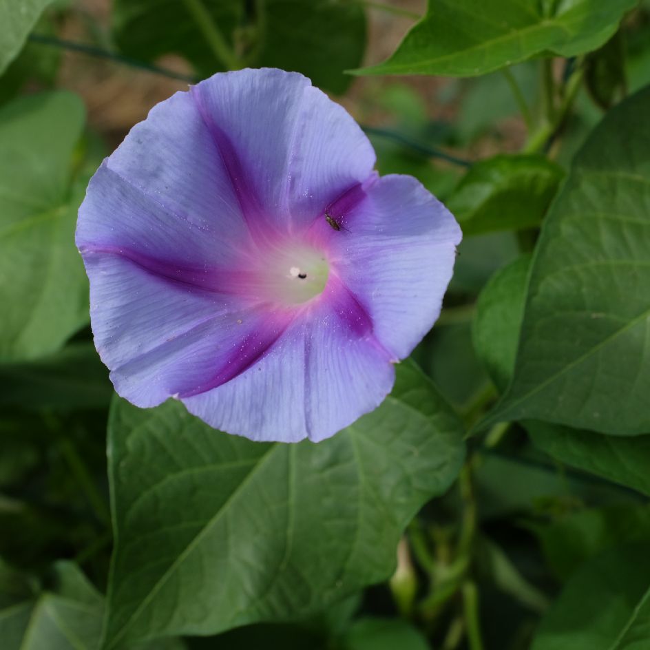 la-bo-te-graines-ipom-e-blue-star-graines-fleurs-bio-bleue image 3