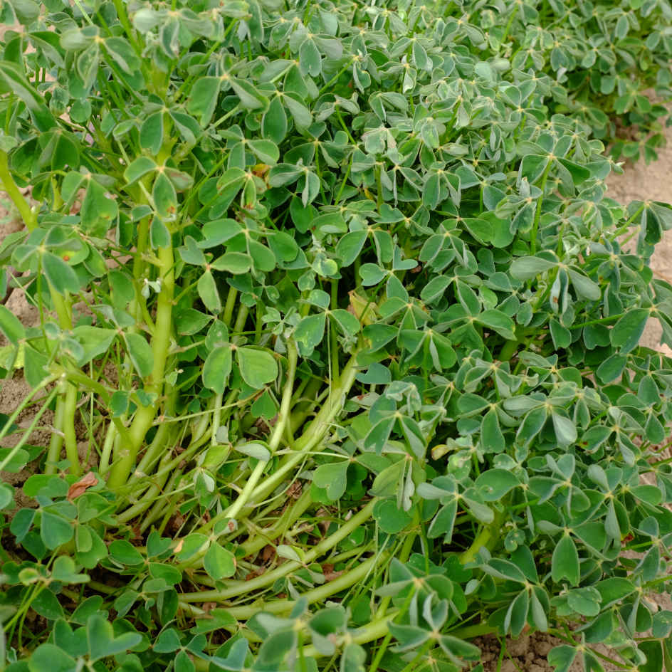 la-bo-te-graines-oca-du-p-rou-graines-l-gumes-bio-tubercule image 4