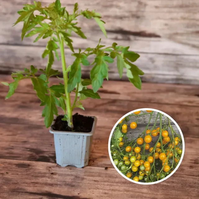 ferme-de-sainte-marthe-tomate-cocktail-cl-mentine-plant-bio image 1