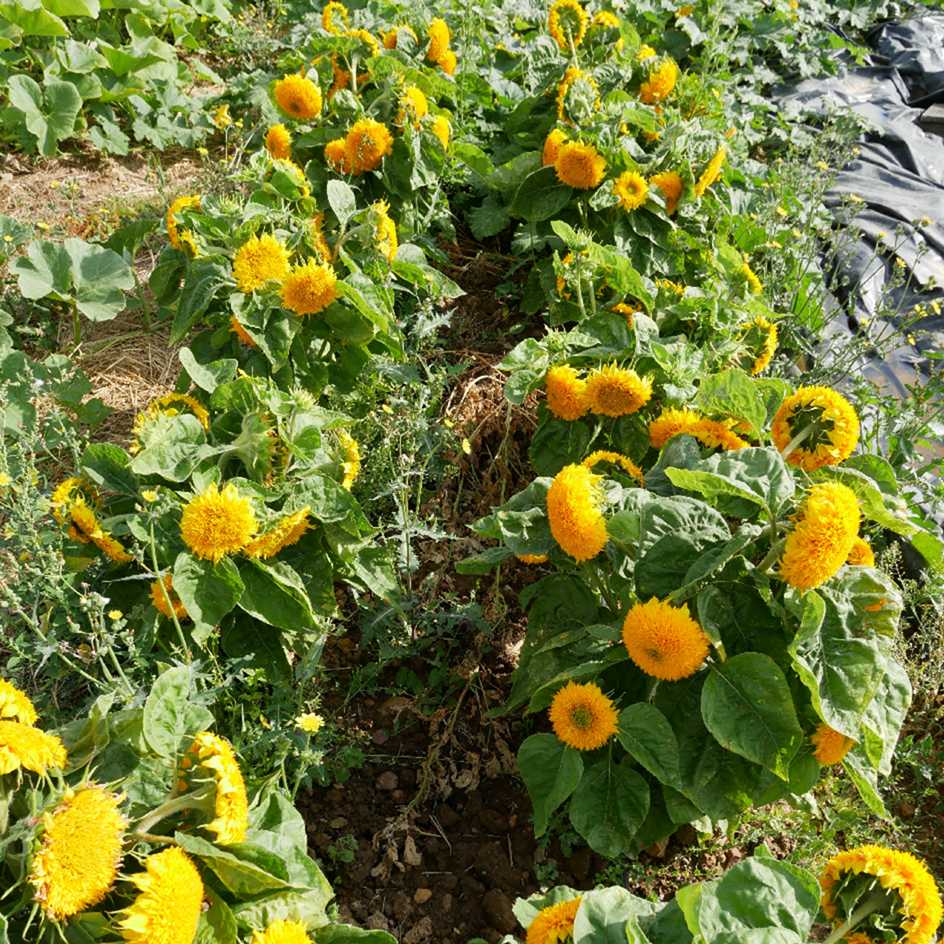 la-bo-te-graines-tournesol-teddy-bear-bio-graines-fleurs image 3