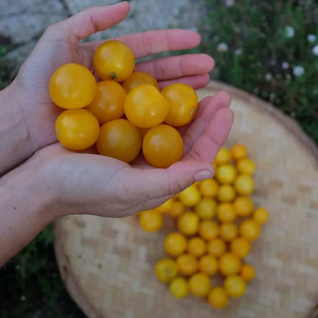 la-bo-te-graines-tomate-gold-robin-graines-l-gumes-bio-pot image 1