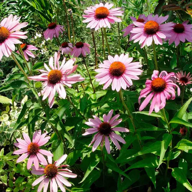 ferme-de-sainte-marthe-chinac-e-rose-graines-fleurs-vivace-bio image 1