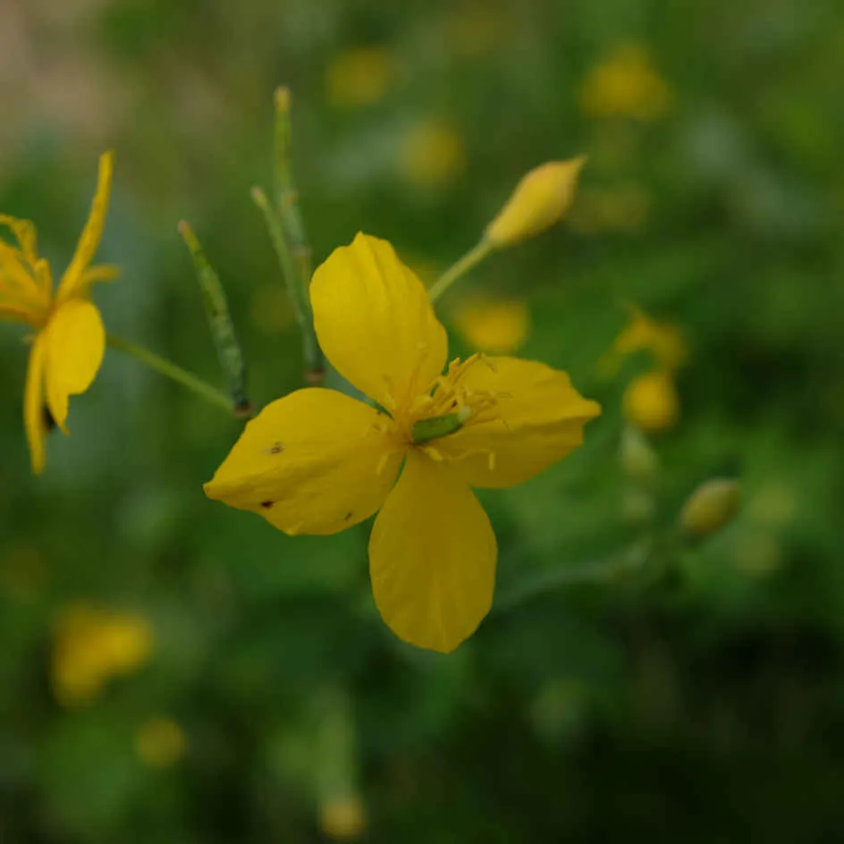 la-bo-te-graines-grande-ch-lidoine-bio-graines-fleurs-vivaces image 1
