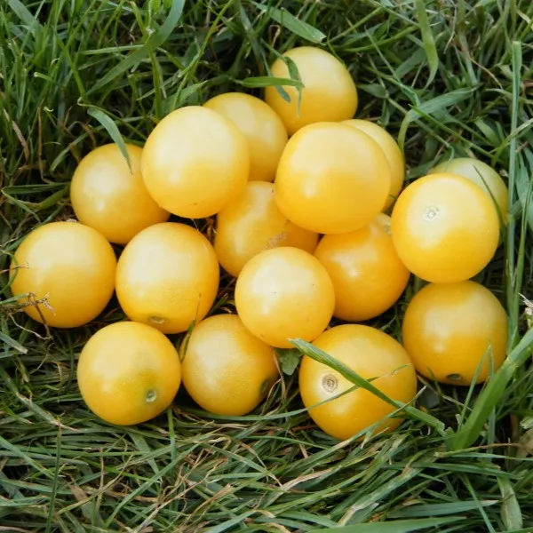 la-bo-te-graines-tomate-snow-white-bio-graines-cerise-blanche image 1