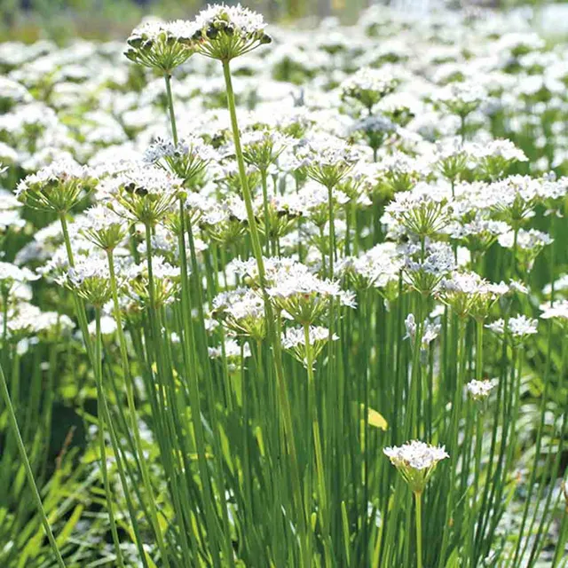 ferme-de-sainte-marthe-graines-aromatiques-ciboule-evergreen-nebuka image 1