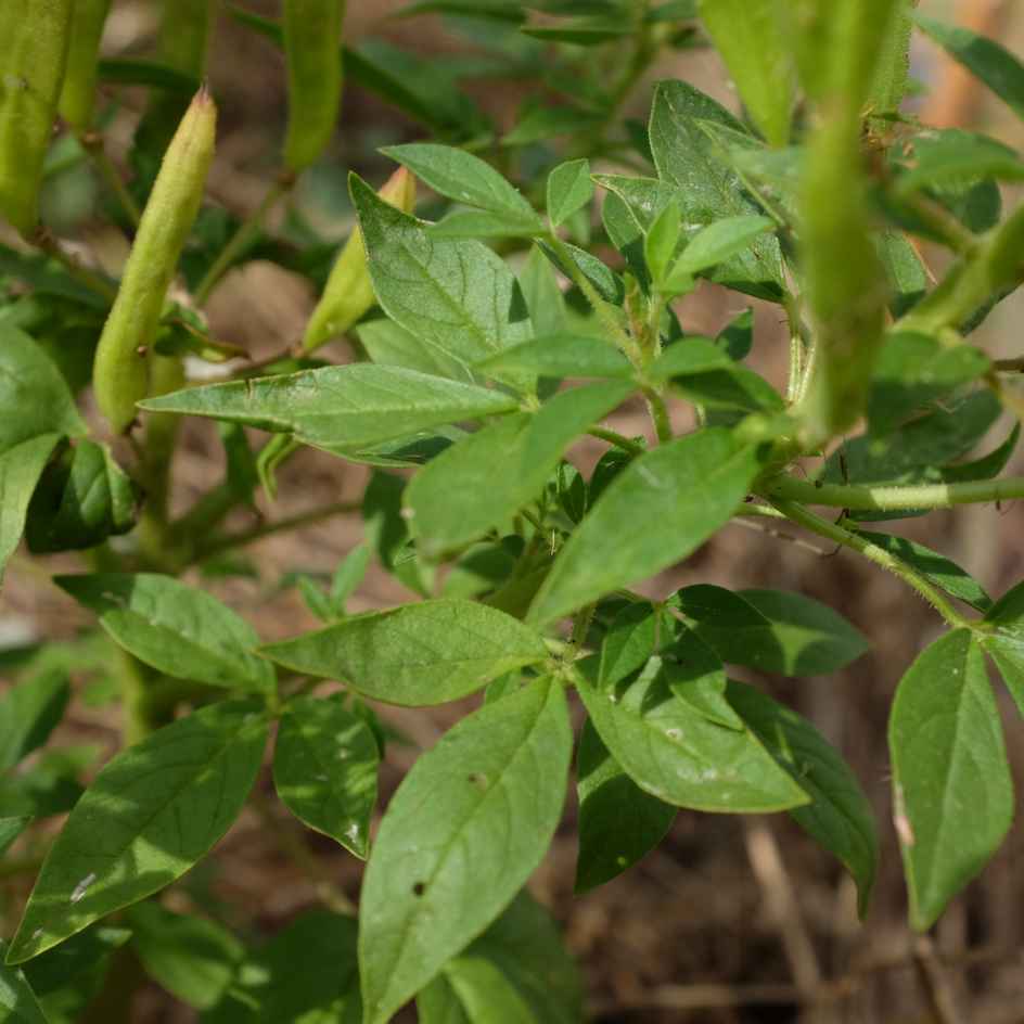 la-bo-te-graines-cleome-marshalli-white-spider-graines-bio image 3