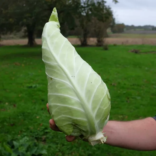 la-bo-te-graines-chou-cabus-filderkraut-bio-graines-choucroute image 1