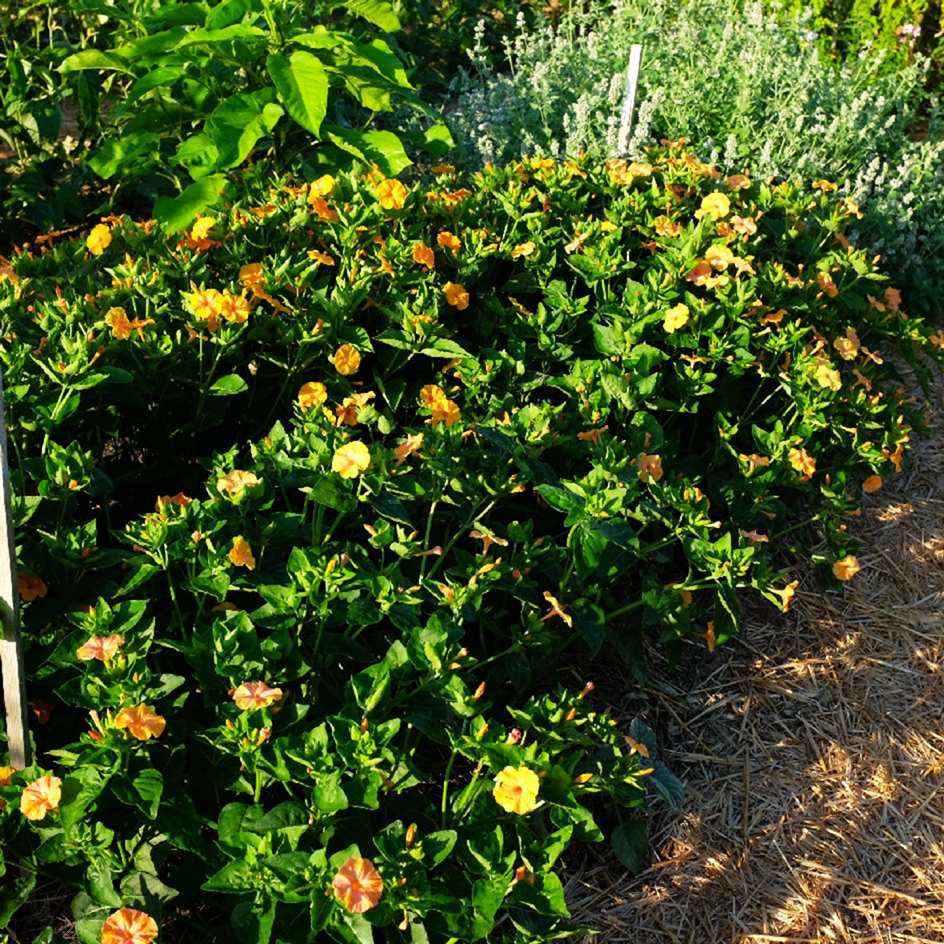 la-bo-te-graines-graines-fleurs-belle-de-nuit-orange-bio image 2