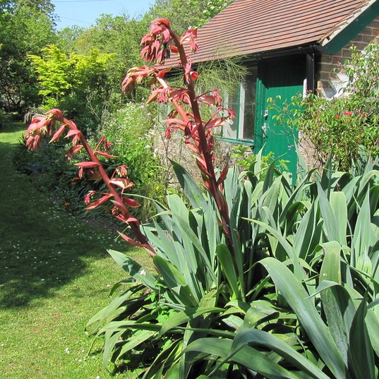 la-bo-te-graines-beschorneria-yuccoides-bio-graines-fleurs-vivace image 1