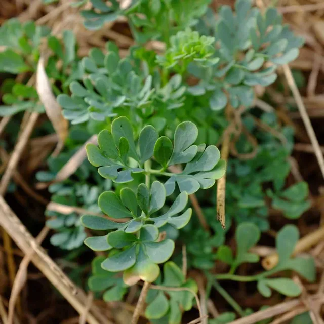 la-bo-te-graines-rue-officinale-bio-graines-aromatique-toxique image 1