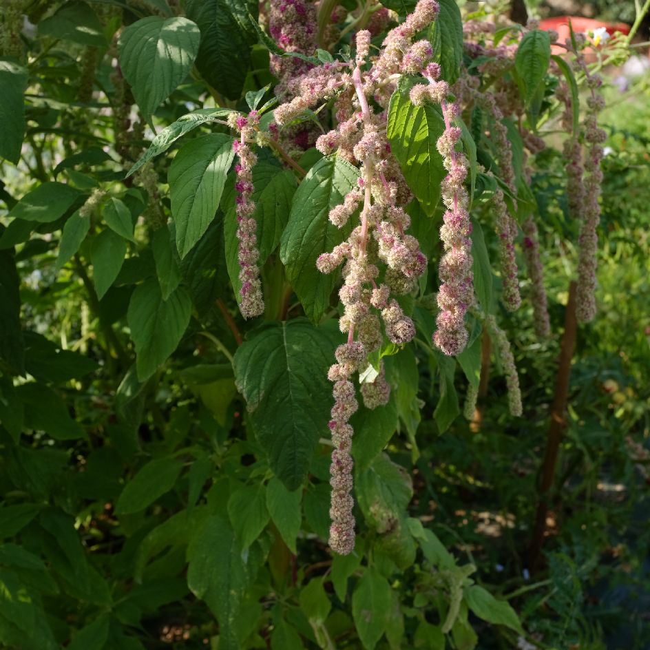 la-bo-te-graines-amarante-mira-bio-graines-l-gumes-bicolores image 3