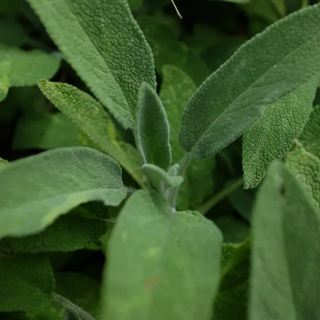 la-bo-te-graines-sauge-officinale-bio-graines-aromatiques-tisane image 1