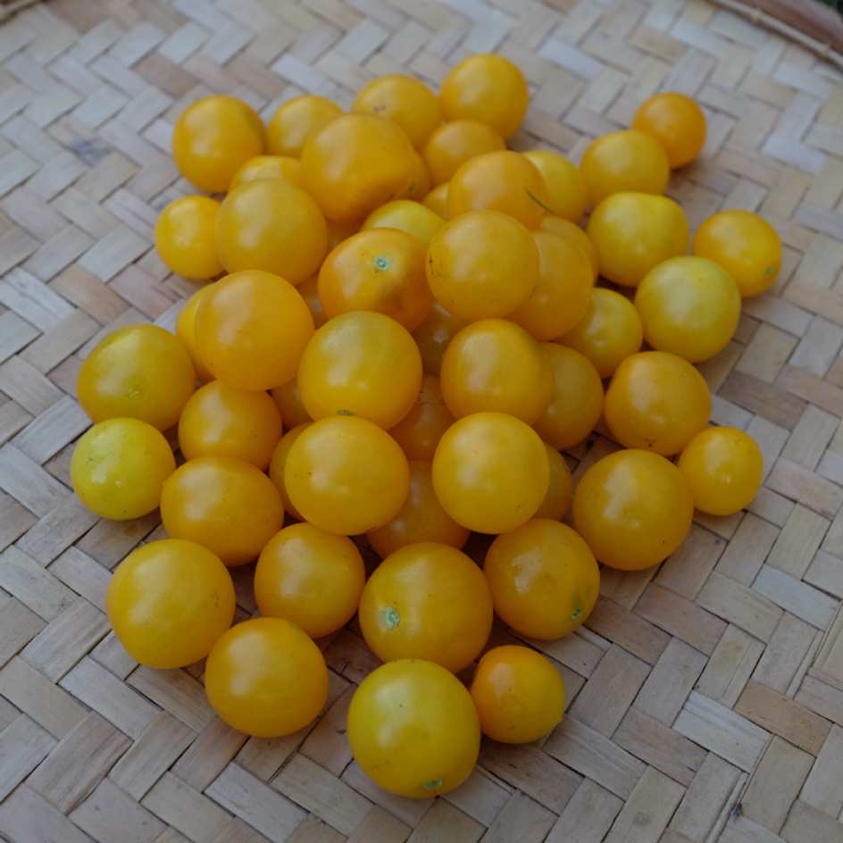 la-bo-te-graines-tomate-gold-robin-graines-l-gumes-bio-pot image 5
