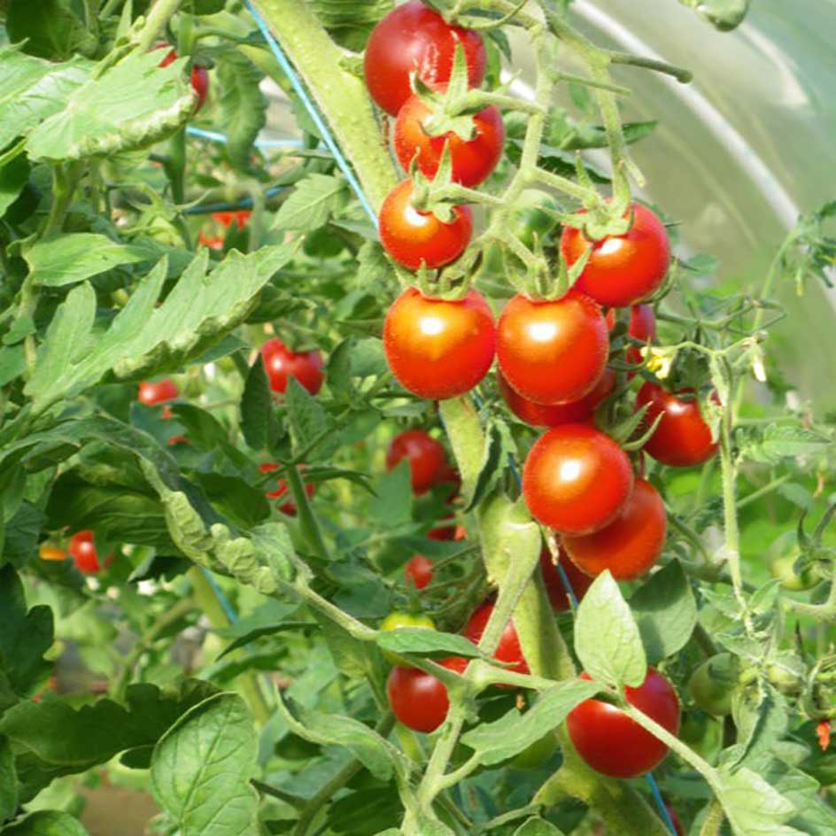 la-bo-te-graines-tomate-miel-du-mexique-bio-graines image 1