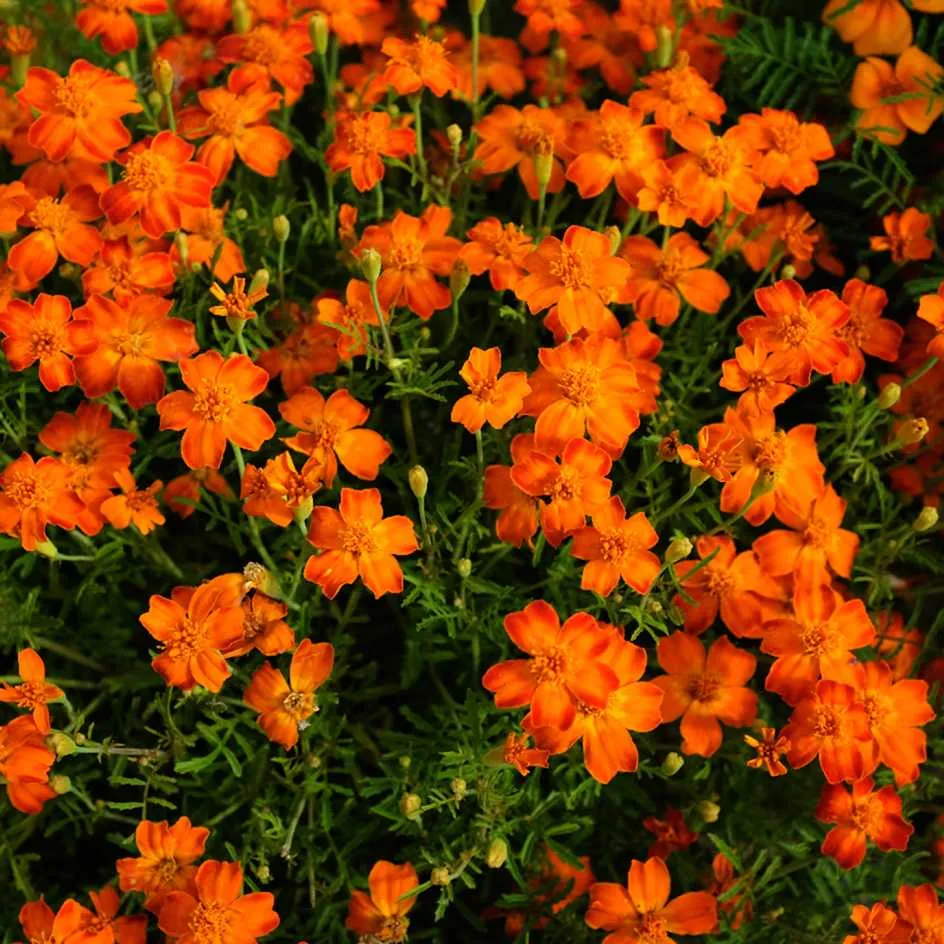 la-bo-te-graines-oeillet-gem-mix-graines-fleurs-bio-comestible image 1