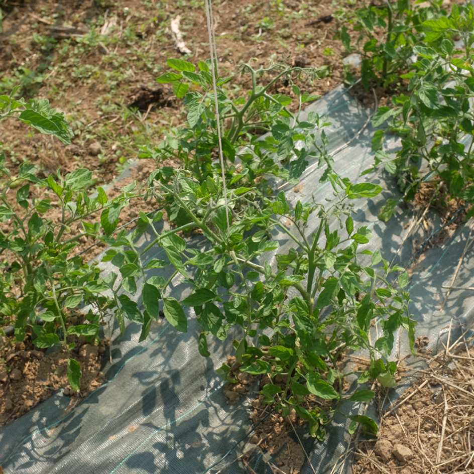 la-bo-te-graines-promyk-graines-tomate-naine-bio-pot image 4