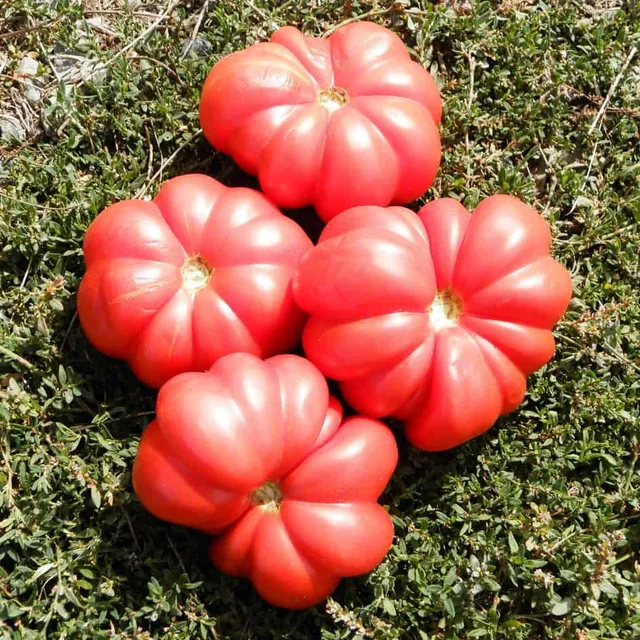 la-bo-te-graines-tomate-costoluto-genovese-graines-bio-chair image 1
