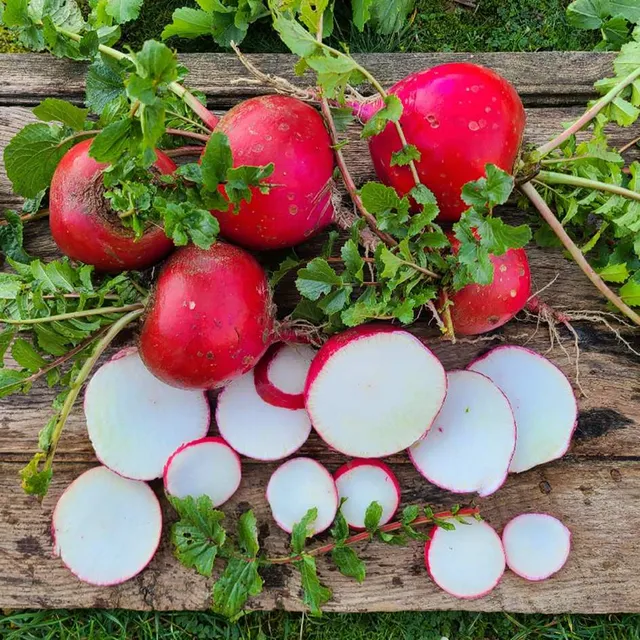 la-bo-te-graines-misato-red-graines-radis-bio-automne image 1