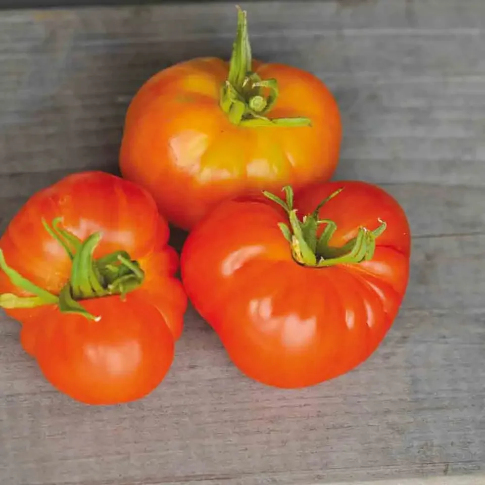 ferme-de-sainte-marthe-graines-potag-res-tomate-joyau-d-oaxaca-bio-sachet image 1