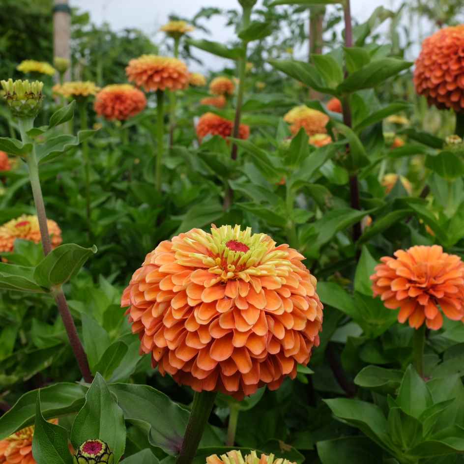 la-bo-te-graines-zinnia-queeny-mix-bio-graines-fleurs-doubles image 2
