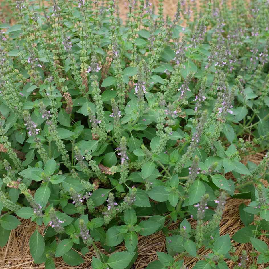 la-bo-te-graines-basilic-perp-tuel-bio-graines-aromatiques-pot image 2