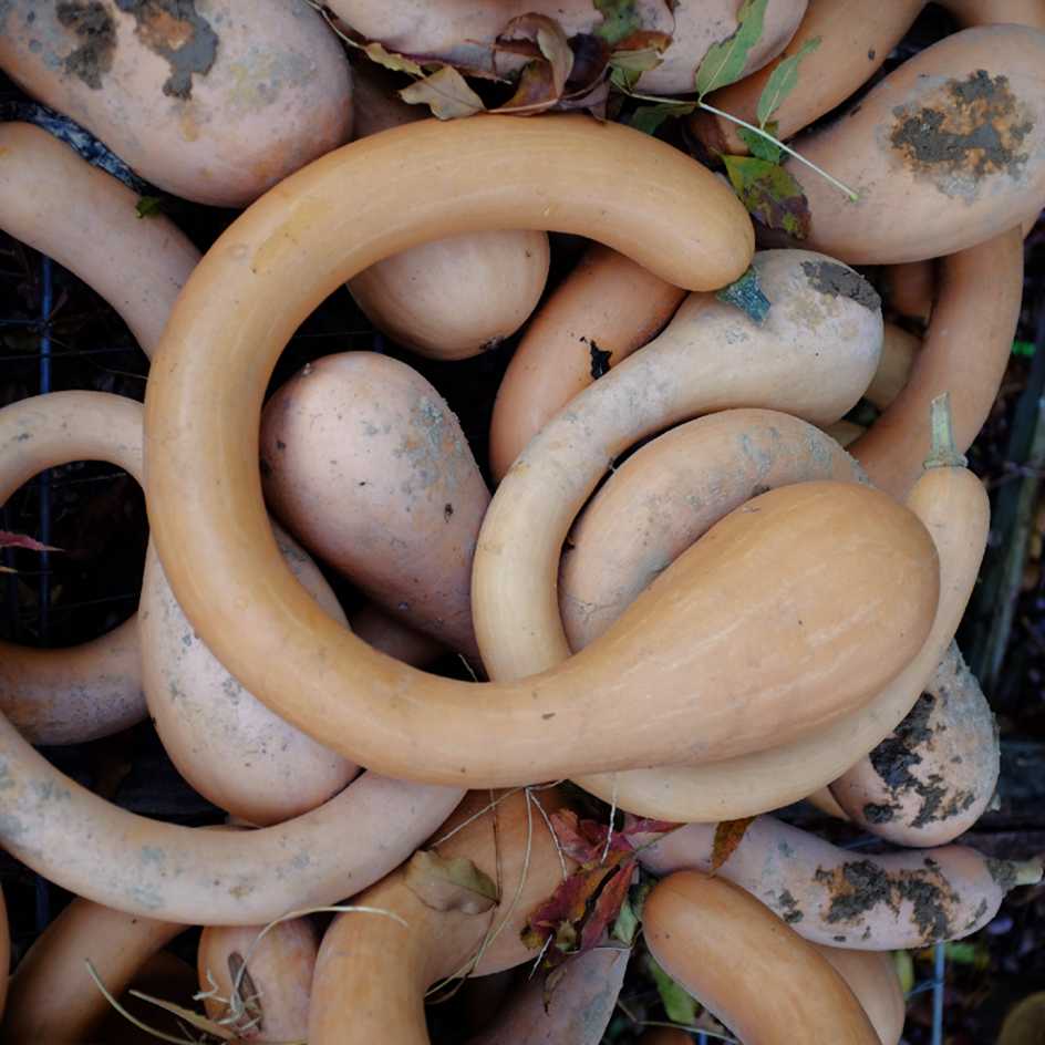 la-bo-te-graines-courge-trompe-d-albenga-bio-graines-noisette image 1
