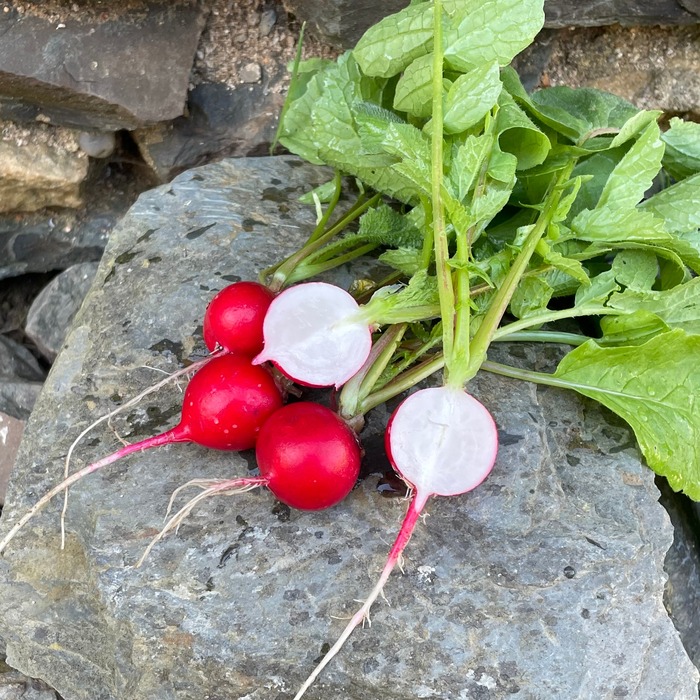 les-semences-de-l-ombelle-radis-sora-graines-rond-bio image 1