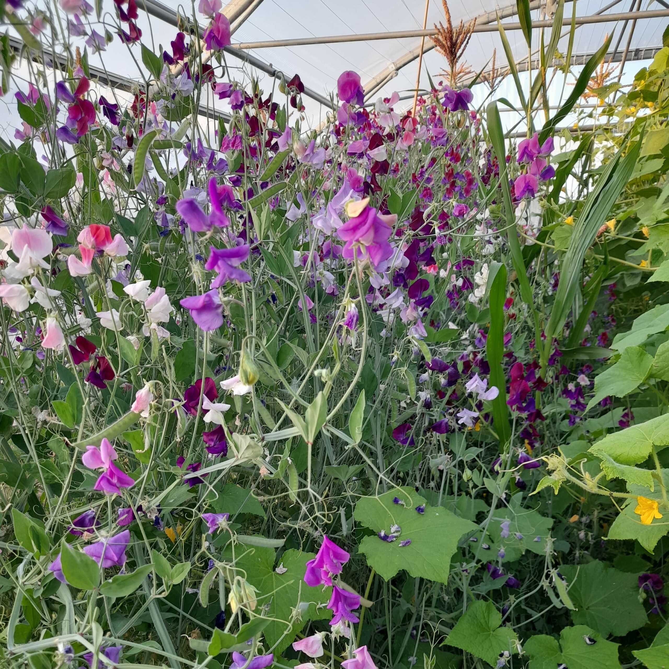 la-bo-te-graines-graines-fleurs-pois-de-senteur-en-m-lange-bio-grimpant image 2