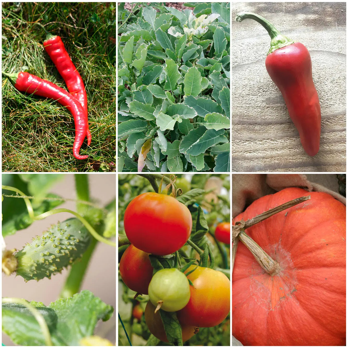 ferme-de-sainte-marthe-french-touch-s-lection-graines-potager image 1