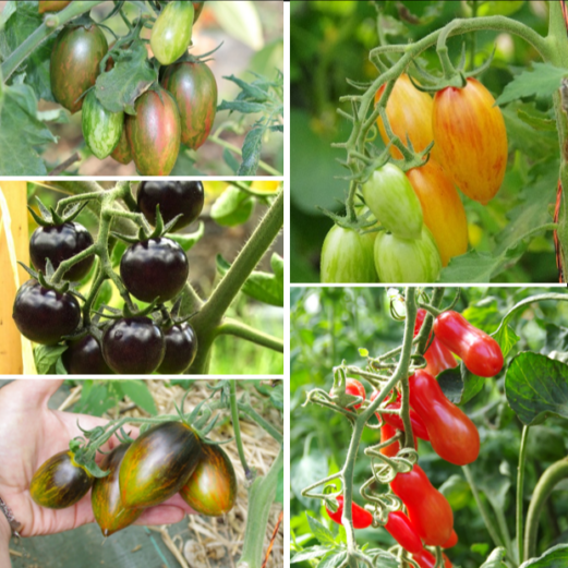 les-semences-de-l-ombelle-tomate-cocktail-m-lange-graines-bio image 1
