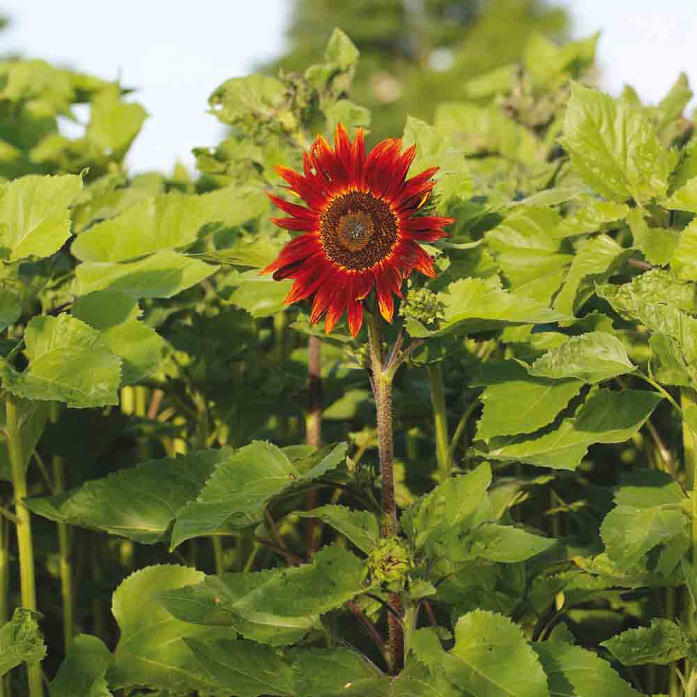 ferme-de-sainte-marthe-tournesol-rouge-graines-bio image 1