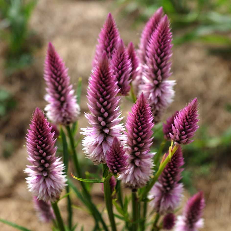 la-bo-te-graines-c-losie-pink-flamingo-graines-bio image 1