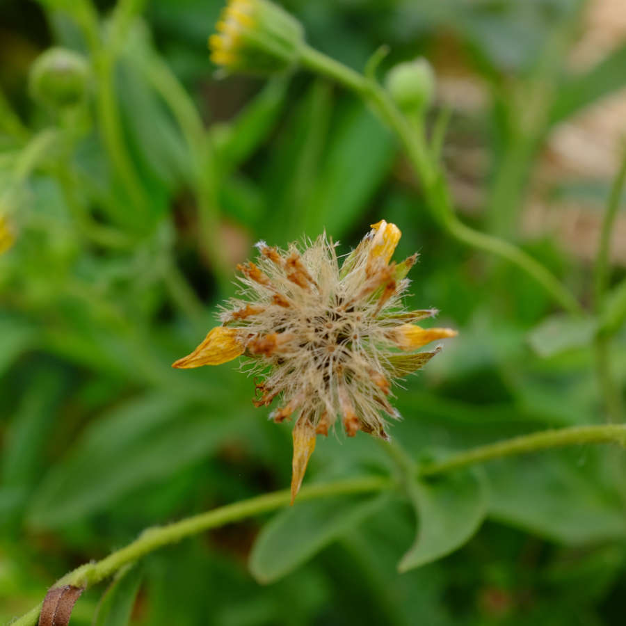 la-bo-te-graines-arnica-chamissonis-graines-fleurs-bio image 2