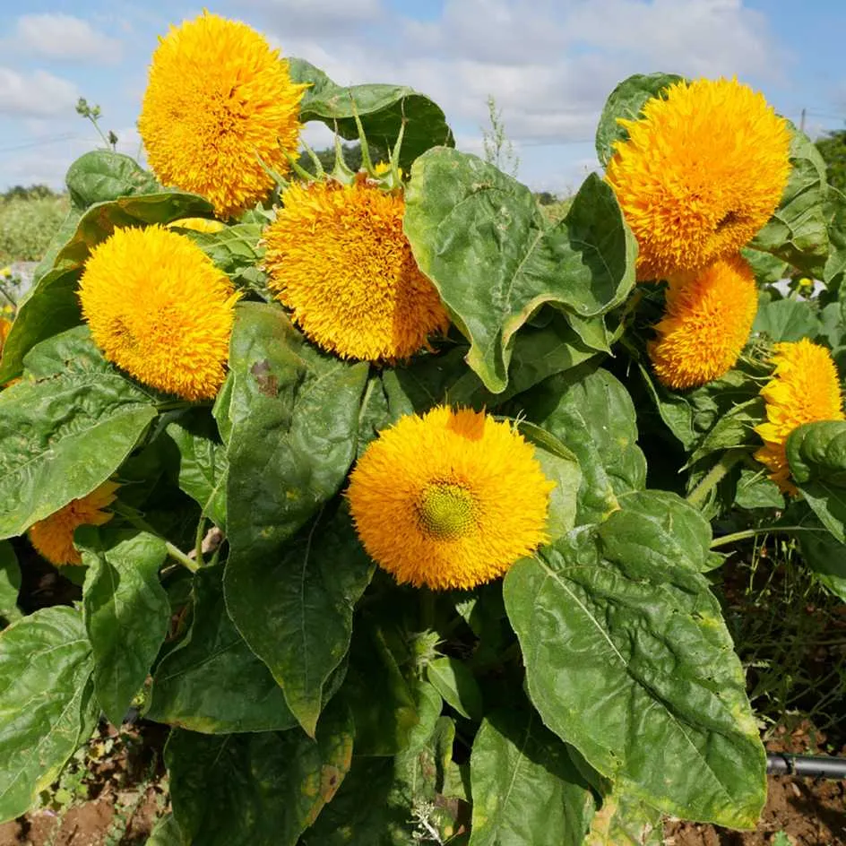 la-bo-te-graines-tournesol-teddy-bear-bio-graines-fleurs image 1