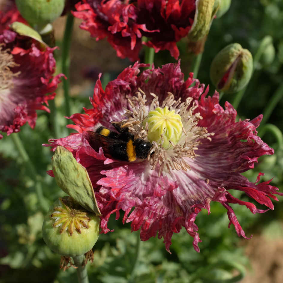 la-bo-te-graines-pavot-drama-queen-bio-graines-fleurs image 3