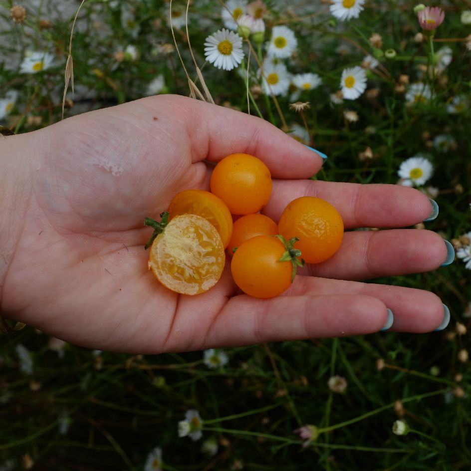 la-bo-te-graines-tomate-orange-hat-bio-graines-pot-compacte image 1