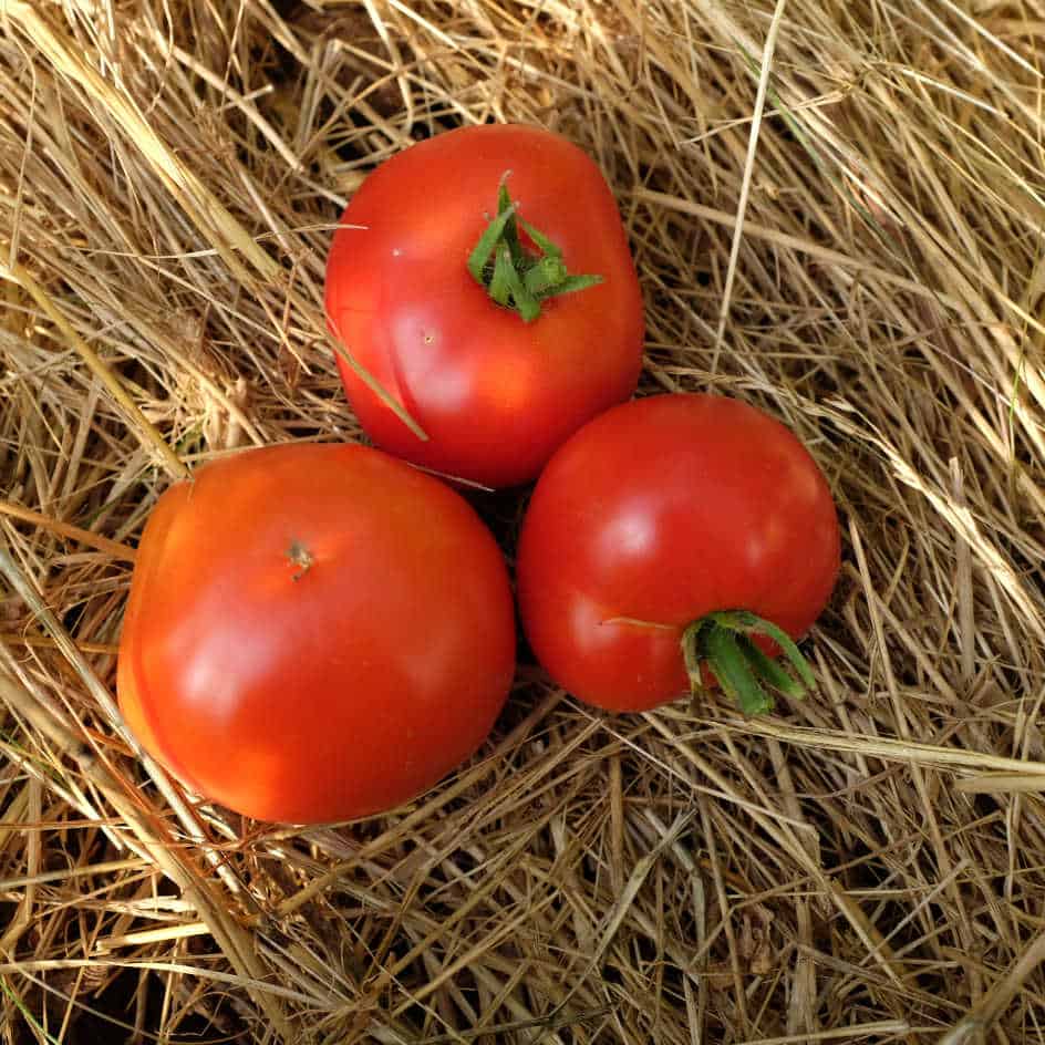 la-bo-te-graines-tomate-silvery-fir-tree-bio-graines-pr-coce image 1