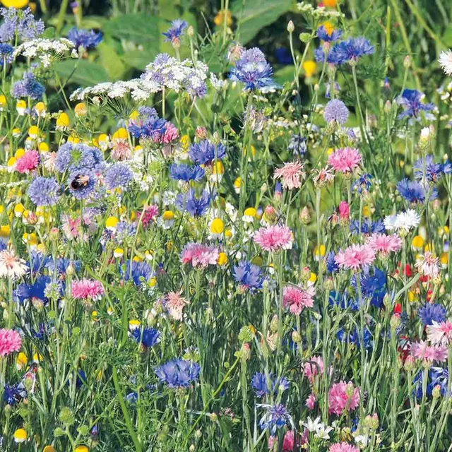 ferme-de-sainte-marthe-tons-pastels-m-lange-fleuri-nt image 1